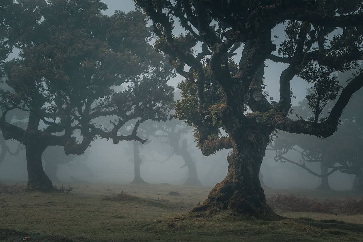 Mystiek bos | Fanal | Madeira