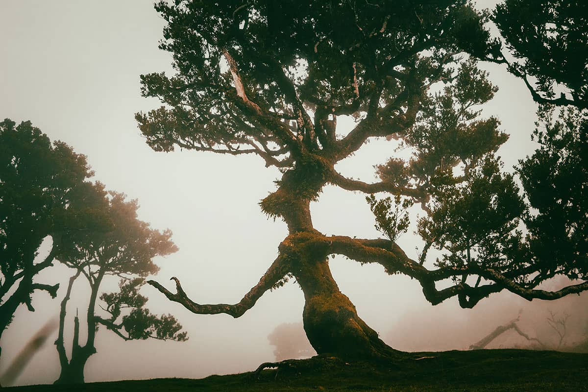 Ent'er the magic forest II | Fanal | Madeira | Landschap