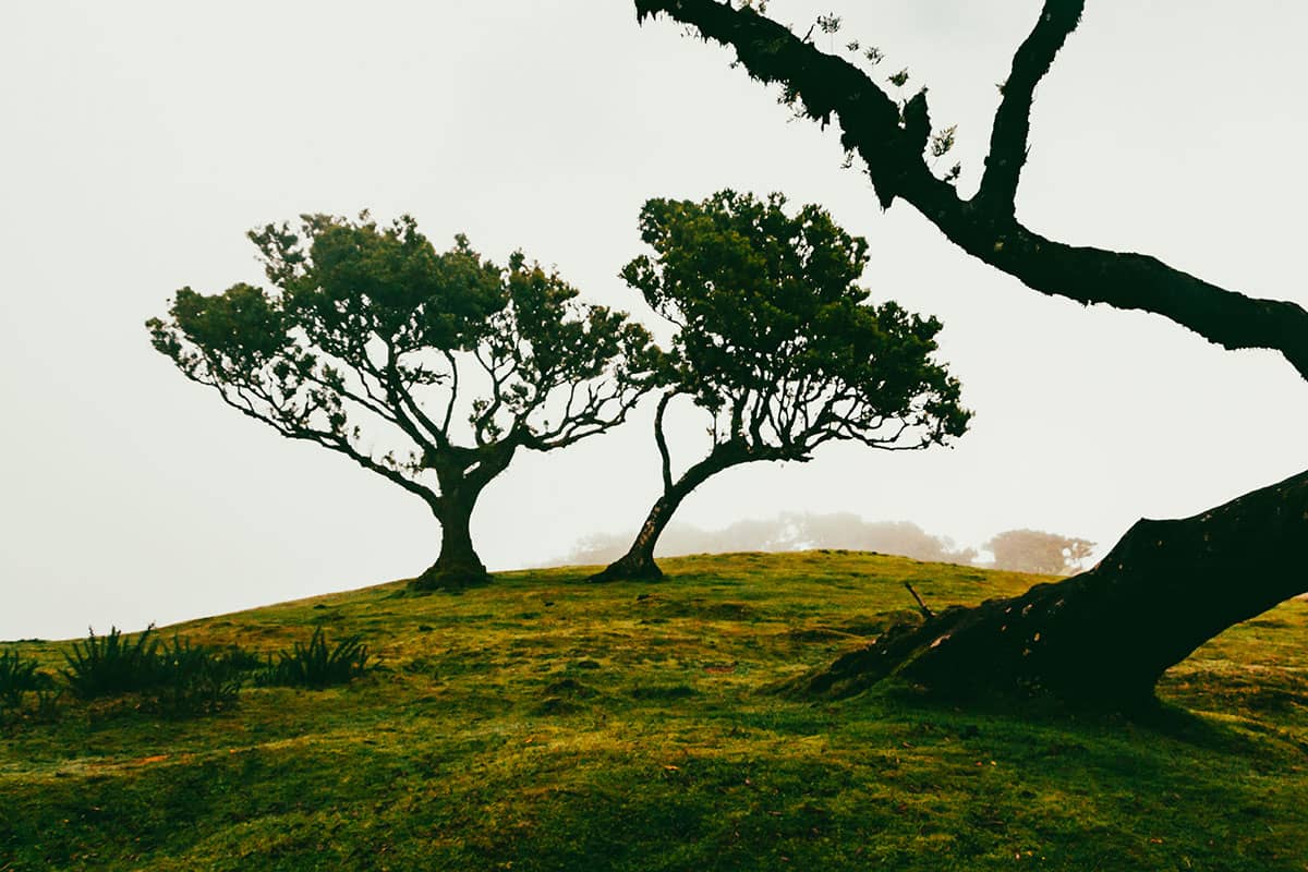 Duo van bomen in Lagoa do Fanal | Landschap | Madeira