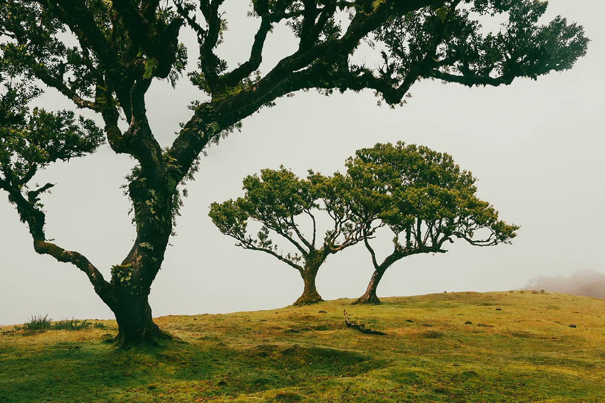 Duo van bomen in Lagoa do Fanal II | Landschap | Madeira